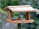 Veranstaltungsbild Futterhaus für Vögel bauen